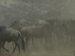 Western_Corridor_(Kirawira)2003-046